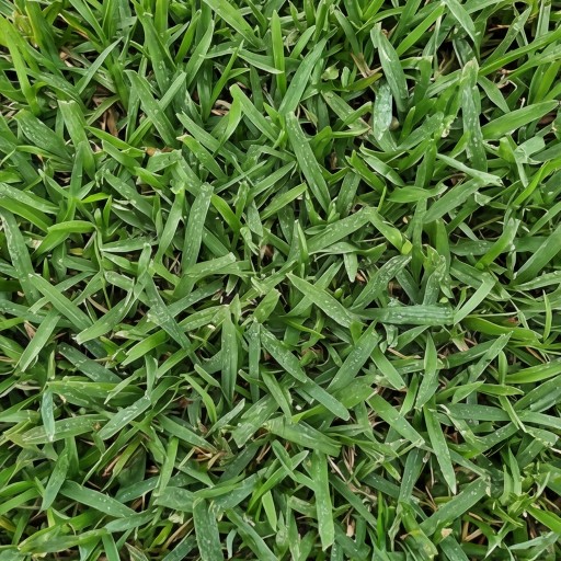 Grass texture - free download