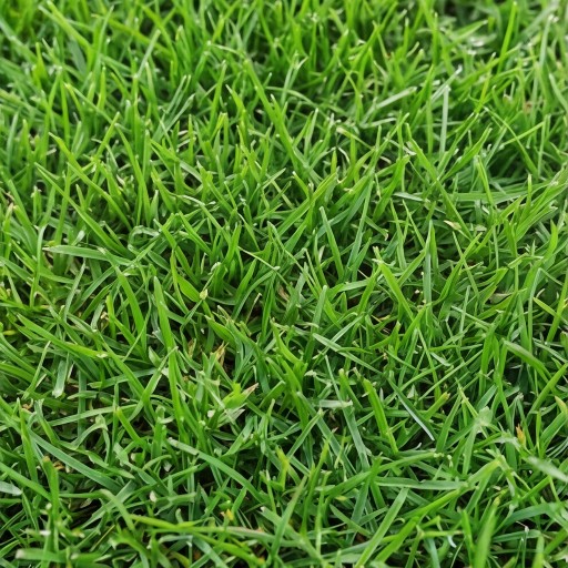 Grass texture - free download