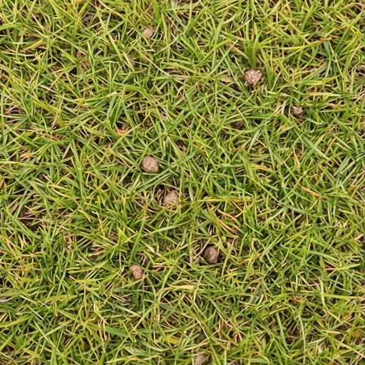 Grass texture - free download
