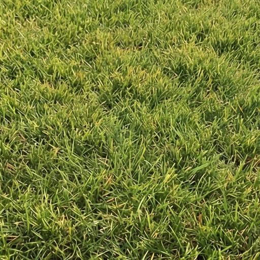 Grass