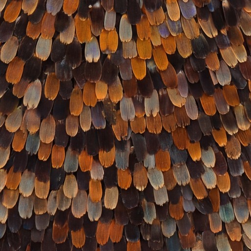 Decor texture - free download