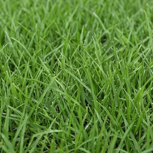 Grass
