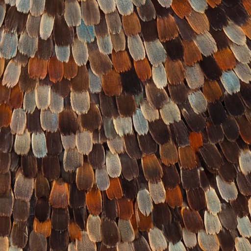 Decor texture - free download